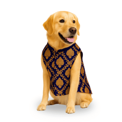 Furrfab Royal Blue Color Sherwani for Dogs